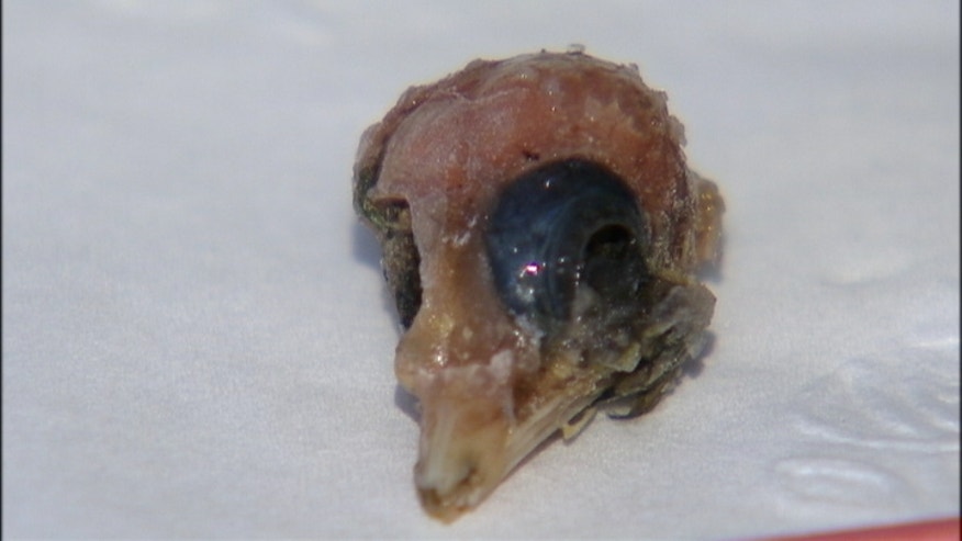 bird skull.jpg